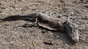 الجفاف في باراغواي ” يحنط التماسيح “