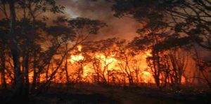 وفاة رجلي إطفاء في أكبر حريق غابات تشهده قبرص منذ عقود