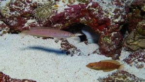 اكتشاف أنواع جديدة من ” الأسماك ” في هاواي