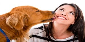 أطباء : لعق ” الكلب ” للوجه قد يسبب تسمم الدم