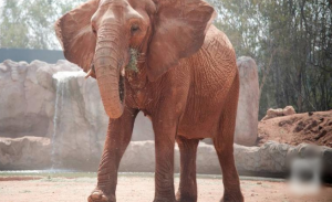 المغرب : أنثى ” فيل ” تلقي حجراً على طفلة في حديقة الحيوانات بالرباط و تتسبب في مصرعها