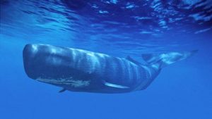 علماء يتمكنون من حل شيفرة لغة ” الحيتان “