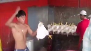 في البيرو .. رجل يعدم ” الدجاج ” باستخدام حركة ” كاراتيه ” عنيفة ( فيديو )