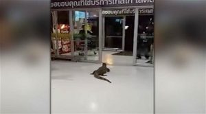 بالفيديو .. ” سحلية ” ضخمة تثير الرعب في مركز تجاري بتايلاند