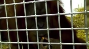 بالفيديو .. تعرف على ” القرد ” الذي تعلم لغة البشر