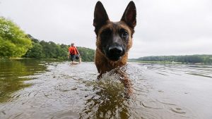 علماء يمكنون ” الكلاب ” من التنفس تحت الماء