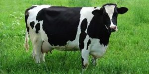 دراسة : ” الأبقار ” السعيدة تنتج حليباً مغذياً بنسبة عالية من الكالسيوم