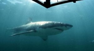 دراسة : أسماك القرش البيضاء معرضة لخطر الانقراض في جنوب أفريقيا