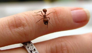 دراسة تطالب بشكر ” النملة ” على قرصتها للإنسان !