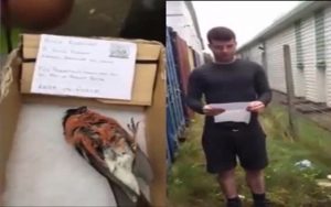 بالفيديو .. شبان يكرمون ” طائراً ميتاً ” بجنازة مهيبة في بريطانيا