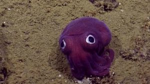 بالفيديو .. ” حبار ” ذو عيون غريبة في قاع بحر كاليفورنيا