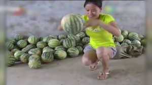 بالفيديو .. مزارعون صينيون ينتجون بطيخاً لا يمكن كسره !