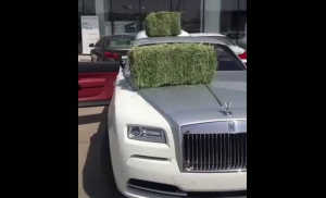 بالفيديو .. أمير سعودي يملأ سيارته الفاخرة بالعلف و الأغنام !