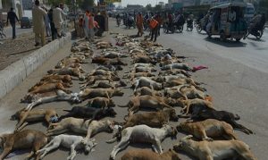 مسؤولون يقتلون بالسم مئات الكلاب الضالة في باكستان