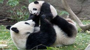 الاتحاد العالمي لحماية الطبيعة : ” الباندا ” لم تعد مهددة بالانقراض