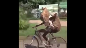 بالفيديو .. شاب على دراجة هوائية يحمل ” خاروفين ” فوق ظهره !