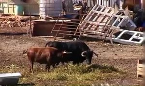 بالفيديو .. إسباني يستبدل ” كلاب ” الحراسة بـ ” الثيران ” لحماية ممتلكاته !