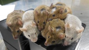 باحثون ينجحون بتوليد فئران حية من خلايا جلدية خارج الرحم