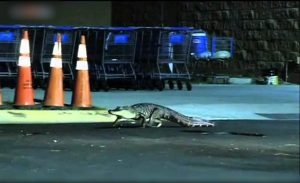 بالفيديو .. ” تمساح ” يتجول في شوارع ولاية فلوريدا الأمريكية