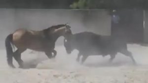 مواجهة بين ” ثور ” هائج و ” حصان ” ( فيديو )