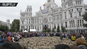 إسبانيا : قطعان ” الأغنام ” تملأ شوارع مدريد في تقليد سنوي عمره 800 عام ( فيديو )