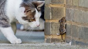 العلماء يسمعون أغاريد ” الفئران “