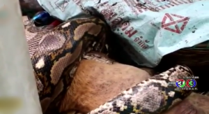 تايلند : ” أفعى ” ضخمة تلتهم ” كلباً ” تحت أنظار صاحبته ( فيديو )
