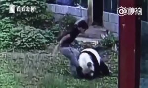 بالفيديو .. صيني يتسلل إلى قفص ” دب ” في حديقة حيوان و يصارعه !