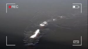بالفيديو .. مخلوق غامض يسبح في مياه نهر متجمد بأمريكا