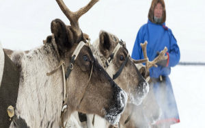 نفوق 80 ألف حيوان جوعاً في القطب الشمالي