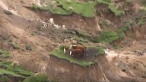 بالفيديو .. قطيع أبقار نيوزيلندي ينجو بأعجوبة بعد شطر الزلزال للحظيرة