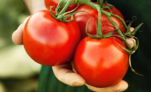 اكتشاف مركب في الطماطم يخفض الكوليسترول السيئ