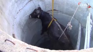 بالفيديو .. إنقاذ بقرة سقطت في بئر ماء عمقه 11 متراً في تركيا