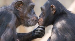دراسة : ” قردة الشمبانزي ” لا تمتلك صفة الانتقام أو إيذاء الغير