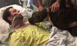 بالفيديو .. ” كلب ” يودع صاحبه و هو يحتضر في المستشفى