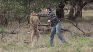 بالفيديو .. رجل أسترالي يدخل في معركة مع ” كنغر ” ضخم