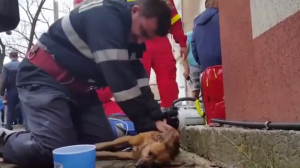 بالفيديو .. رجل إطفاء روماني يجري تنفساً اصطناعياً لـ ” كلب “