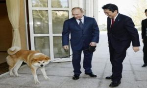روسيا ترفض ” كلباً ” اعتزمت اليابان إهداءه لبوتين