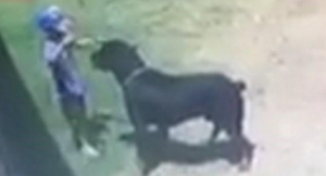 جنوب أفريقيا : ” كلب ” يهاجم طفلاً بوحشية داخل حديقة المنزل ( فيديو )