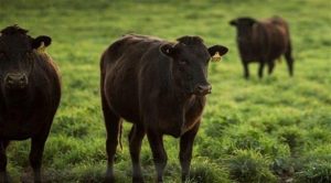 مزرعة أسترالية تطعم الأبقار ” شوكولا ” لتحسين جودة اللحوم