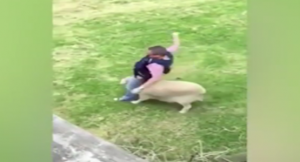 بالفيديو .. ” خروف ” يهاجم شرطياً مطلوب للعدالة في نيوزيلندا