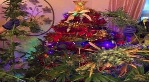 في بريطانيا ..  شجرة ” كريسماس ” مصنوعة من أعشاب ” الماريغوانا ” !