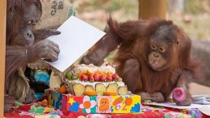 اليابان : احتفال أطول القرود عمراً بعيد ميلاده مع حفيده !