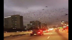 بالفيديو .. آلاف الطيور تغزو مدينة هيوستن الأمريكية