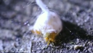 بالفيديو .. ” عنكبوت ” من نوع جديد يدهش العلماء بقدرته على البناء