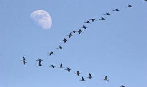 باحثون : الاحتباس الحراري يسبب عودة مبكرة للطيور المهاجرة