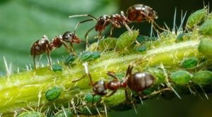 باحثون : ” النمل ” يتبادل المعلومات باستخدام اللعاب