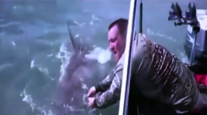 بالفيديو .. أسترالي يصطاد ” سمكة قرش ” ضخمة بصنارته