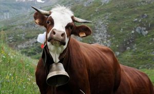 ” أجراس الأبقار ” تحرم دنماركية من جنسية سويسرا !