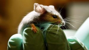 خبراء يجرون تجربة ” تجميد الفئران ” في الفضاء